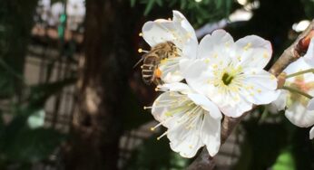 誰でもニホンミツバチ養蜂家になれる