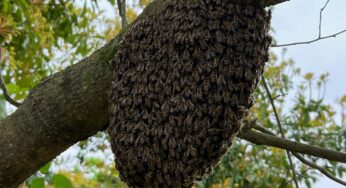ニホンミツバチ養蜂の始め方