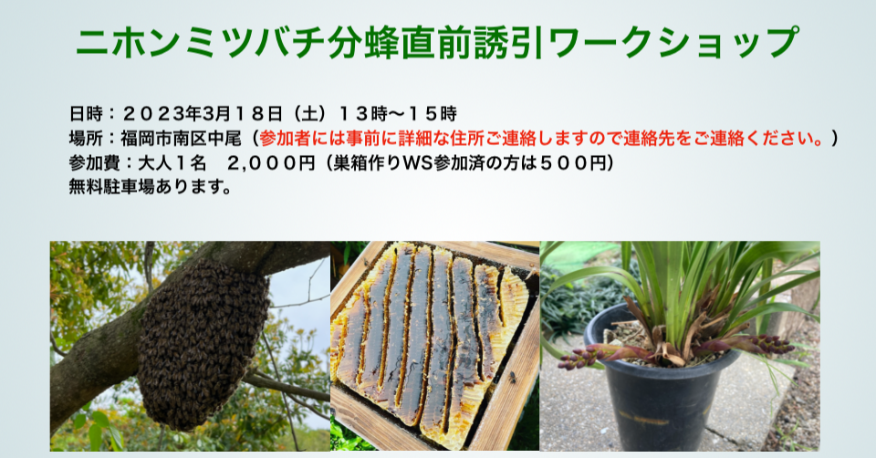 ニホンミツバチ分蜂直前誘引ワークショップ　in 福岡南区中尾２０２３年３月１８日（土）開催
