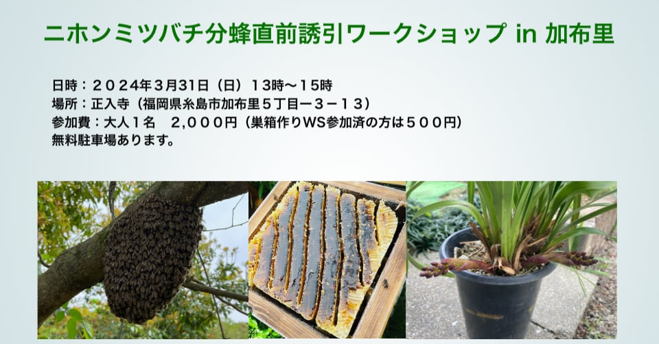 ニホンミツバチ分蜂直前誘引ワークショップ　in 糸島加布里 ２０２４年３月３１日（日）開催