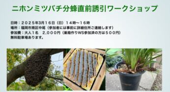 ニホンミツバチ分蜂直前誘引ワークショップ　in 福岡南区中尾２０２５年３月１６日（日）開催